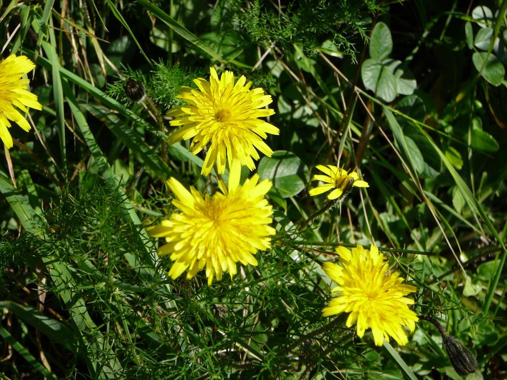 Ischia. Blume des Monats November