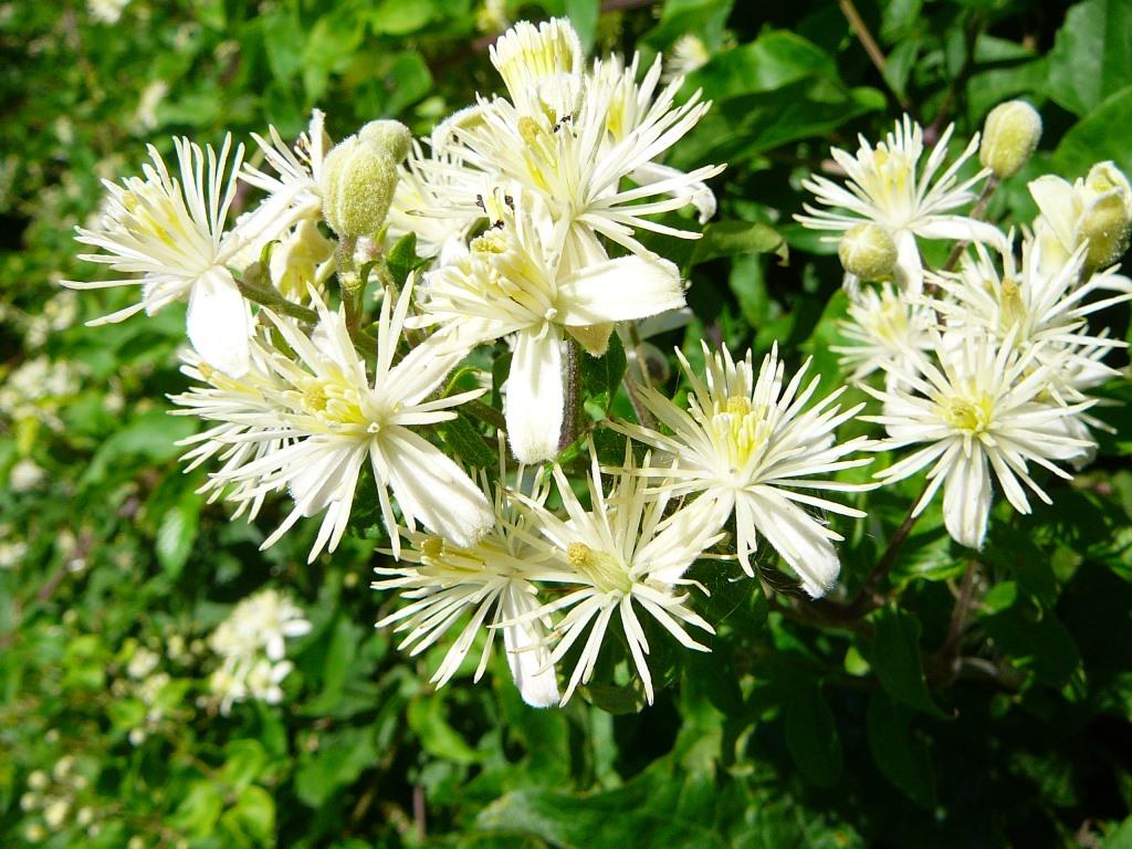 Ischia. Blume des Monats August
